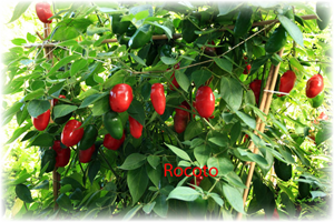 rocoto2